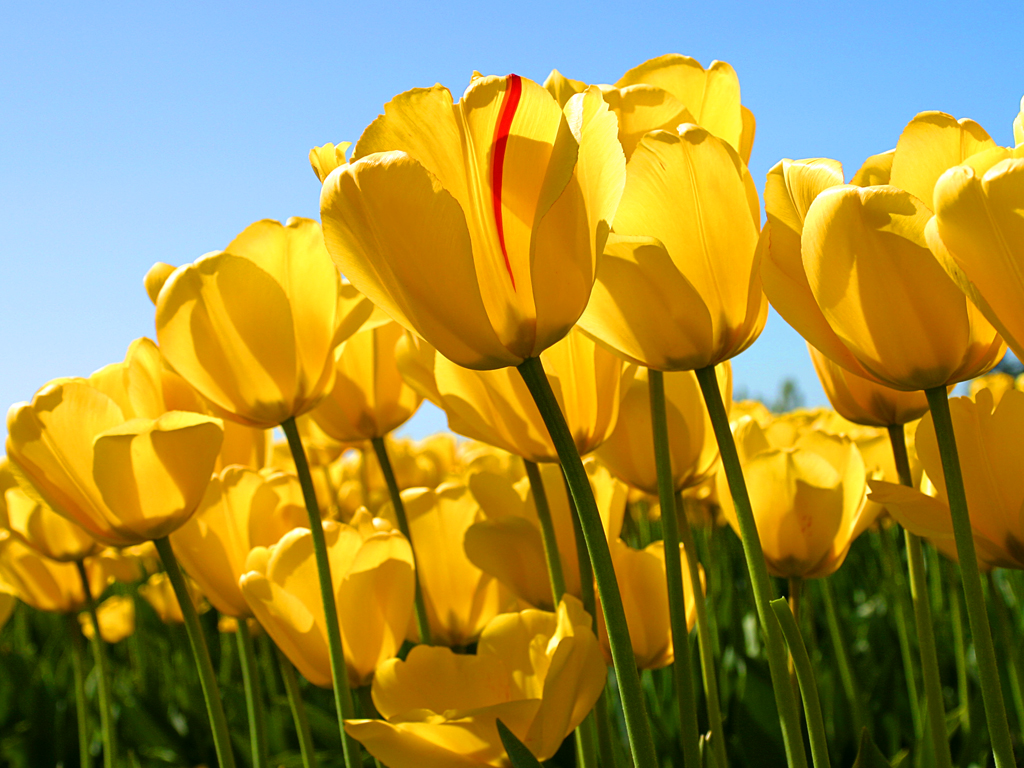 Tulips.jpg - 606.34 KB